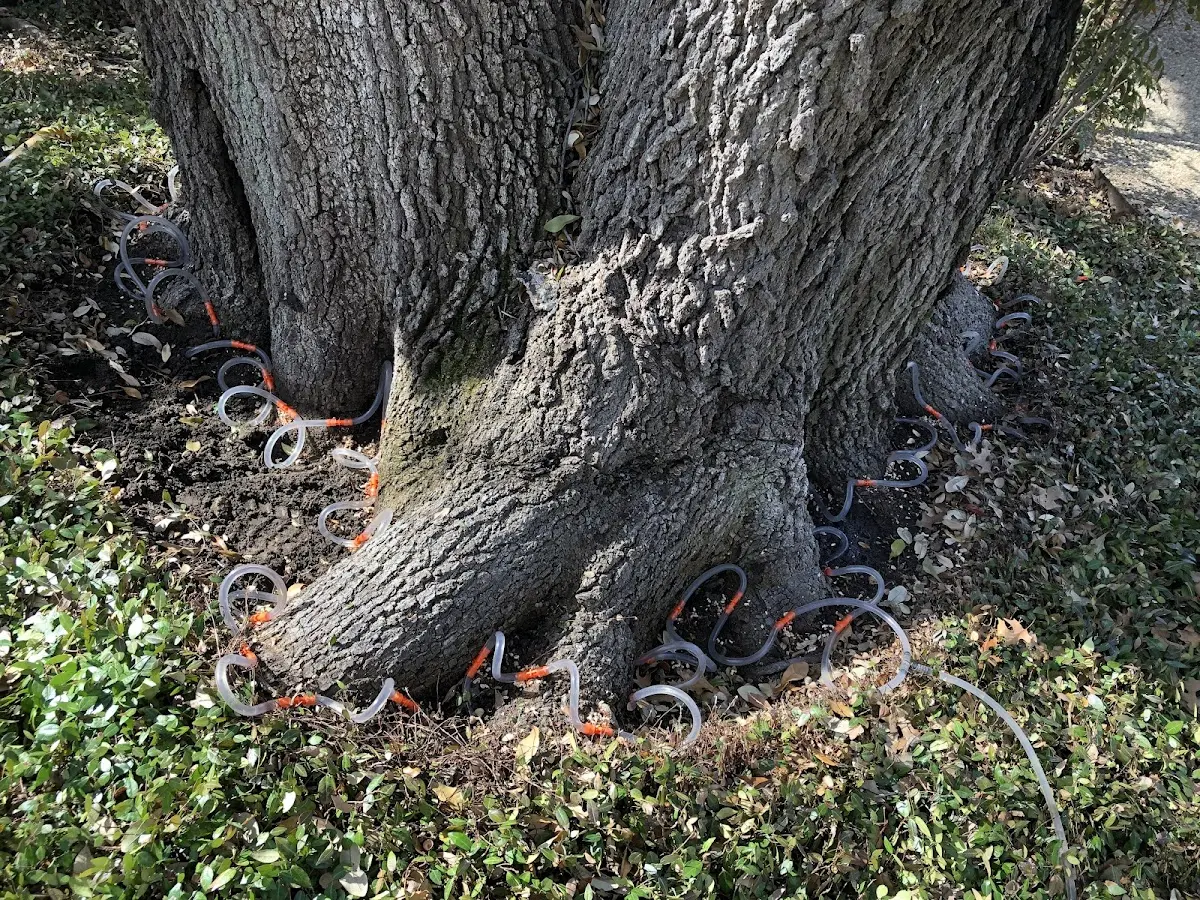 Detailed Tree Cabling and Bracing job site in Topinabee