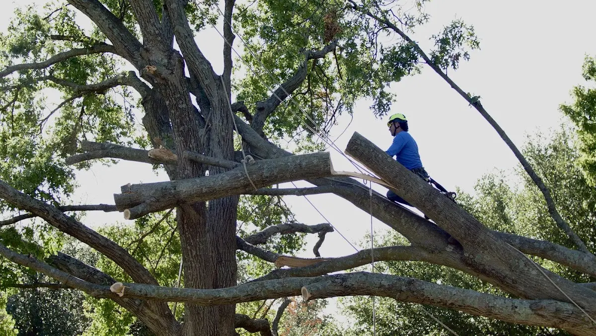 Professional Hazardous Tree Removal performed by certified arborists in Topinabee