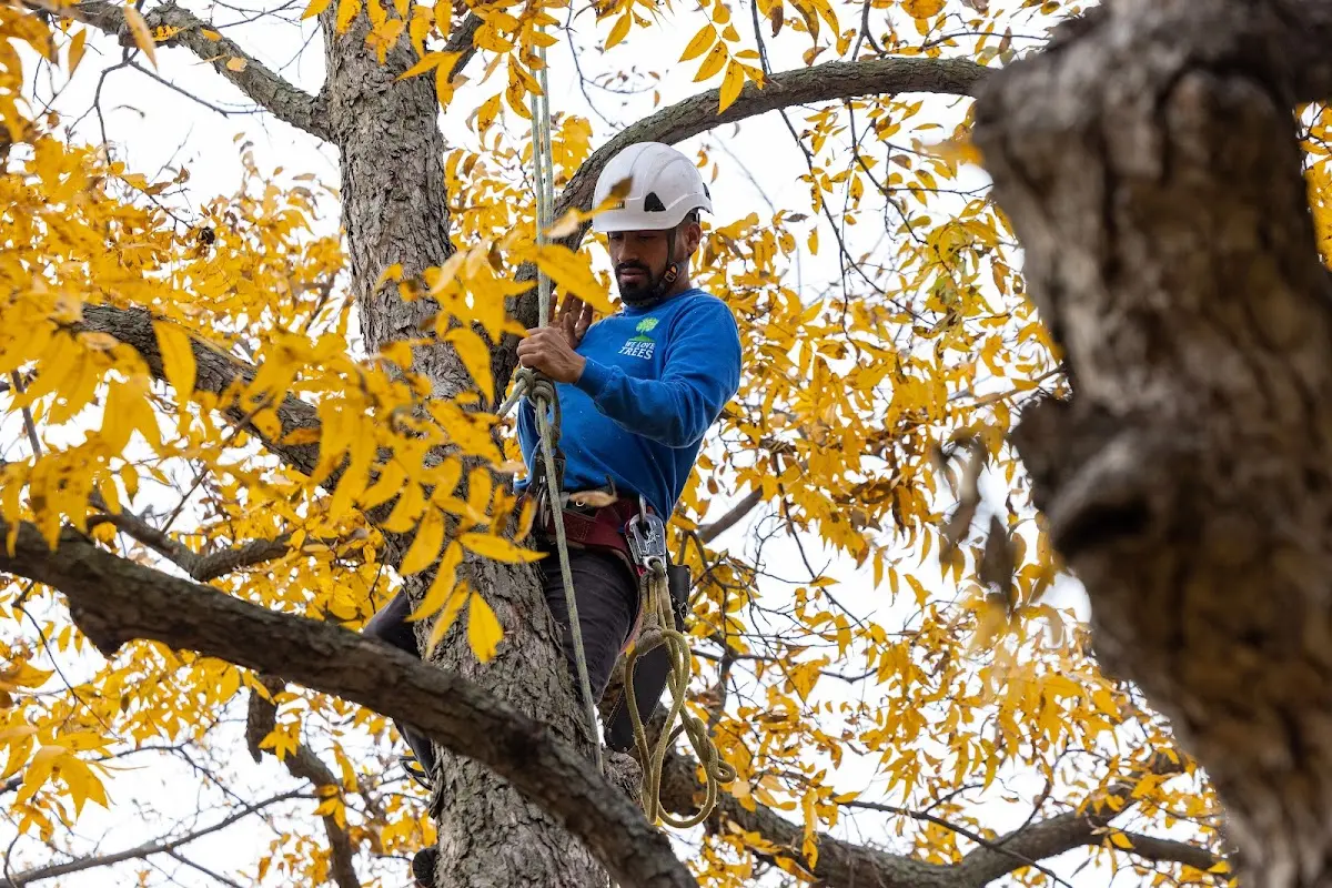 Skilled Tree Trimming crew working in Topinabee